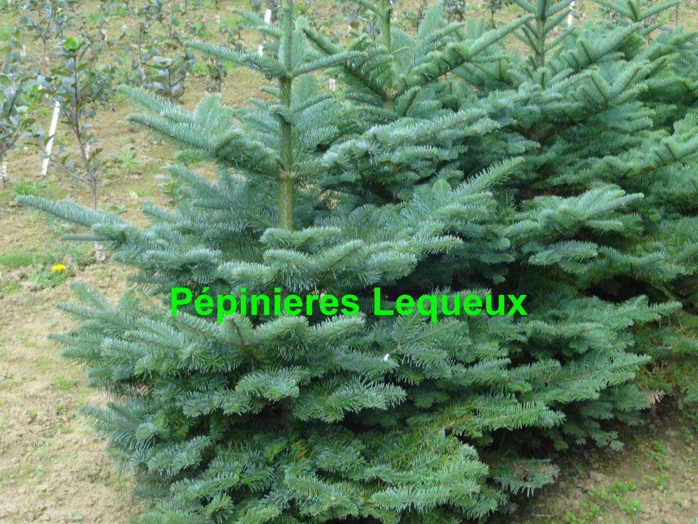 SAPIN DU CAUCASE